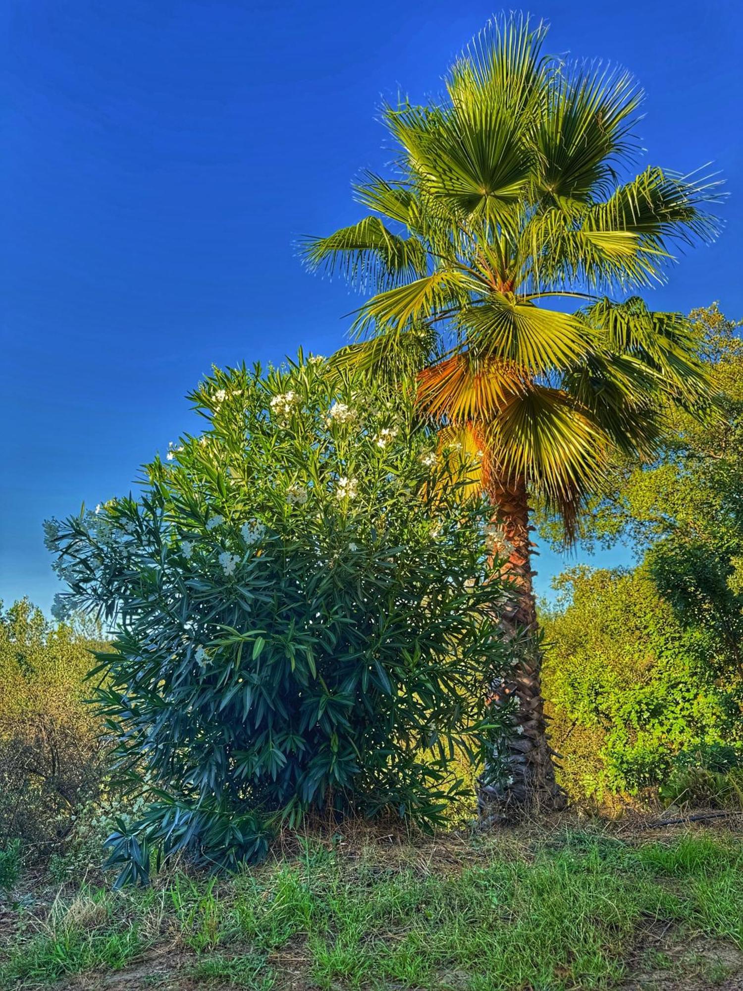 Finca Charco La Olla Jabugo Esterno foto